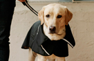 Rain snood