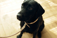 Sunny stripe collar
