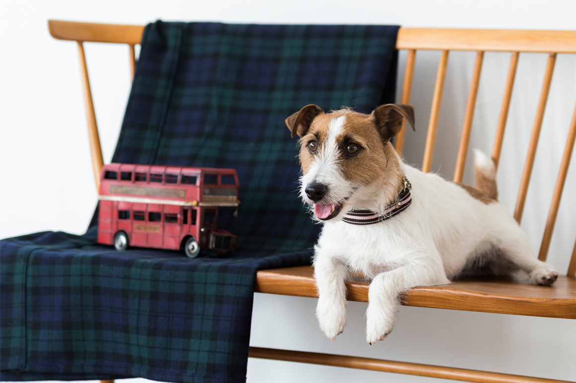 jack russell terrier festival 2018 jack russell terrier rooted in