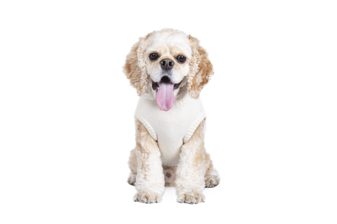 Dog Wear Brand Free Stitch Dog Wear Brand Free Stitch