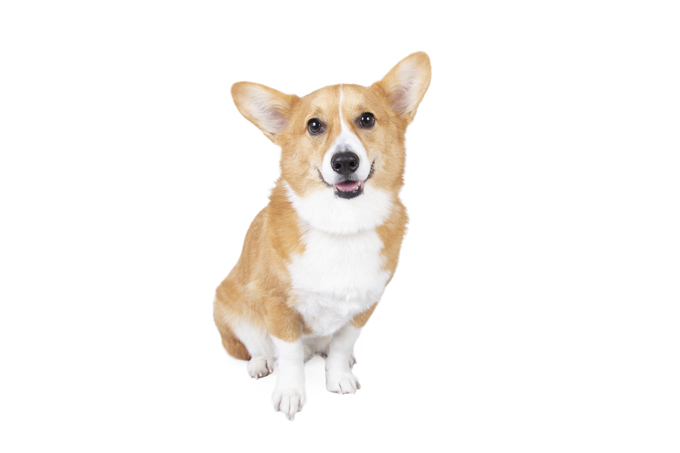 Menu Customer S Photo Contest Free Stitch Photo Grand Prix On Facebook Customer S Photo Contest Name はむ 犬種 ウェルシュ コーギー アイテム名 ヌメウーブンカラー Number Of Votes3 キャンペーンは19年12月21日までで