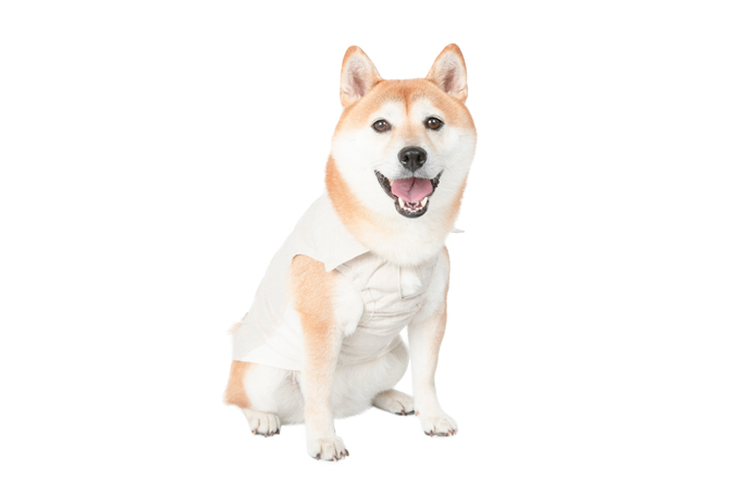 Dog Wear Brand Free Stitch Dog Wear Brand Free Stitch