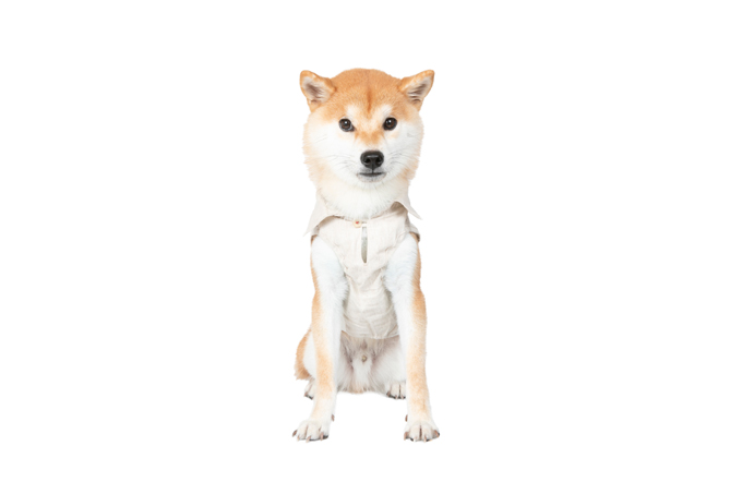 Dog Wear Brand Free Stitch Dog Wear Brand Free Stitch