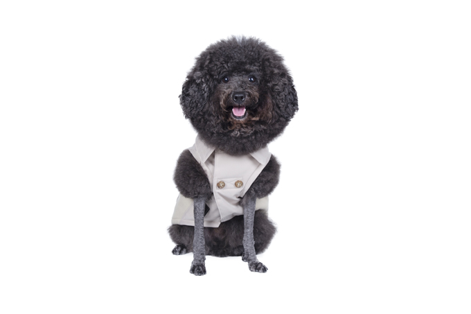 Dog Wear Brand Free Stitch