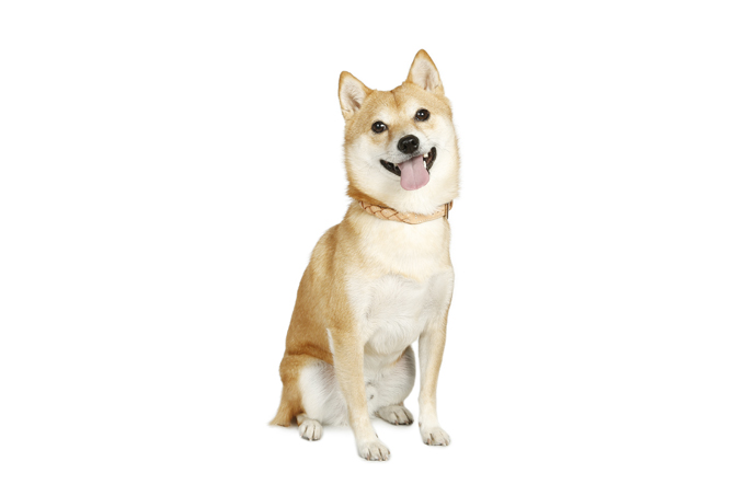 Dog Wear Brand Free Stitch Dog Wear Brand Free Stitch