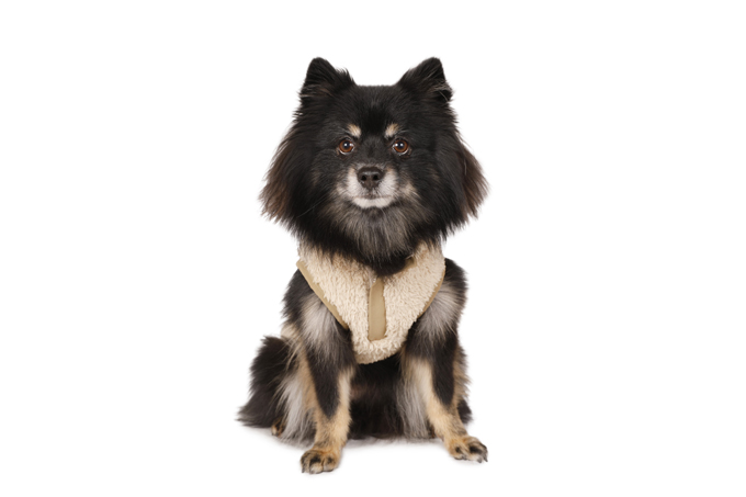 Dog Wear Brand Free Stitch Dog Wear Brand Free Stitch