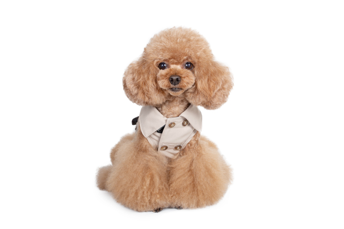 Dog Wear Brand Free Stitch