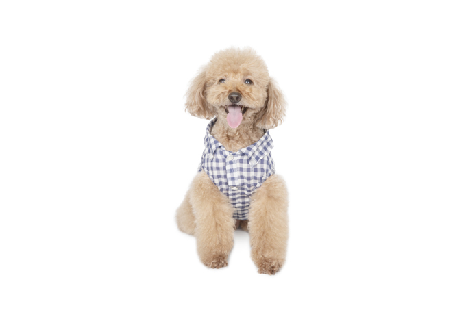 Dog Wear Brand Free Stitch