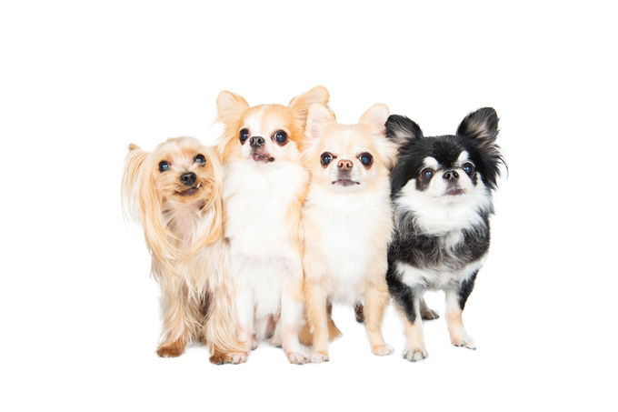 Dog Wear Brand Free Stitch Dog Wear Brand Free Stitch