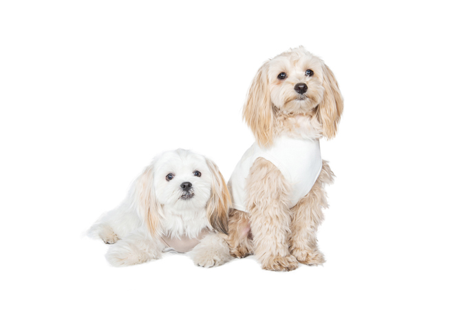 Menu Customer S Photo Contest Free Stitch Photo Grand Prix On Facebook Customer S Photo Contest Name だんご 犬種 Mix Name おもち 犬種 Mix Fb Hideto Fujino アイテム名 ストレッチタンク Number Of Votes3 キャンペーンは Menu Customer S Photo Contest Free Stitch Photo Grand Prix On Facebook Customer S Photo Contest Name だんご 犬種 Mix Name おもち 犬種 Mix Fb Hideto Fujino アイテム名 ストレッチタンク Number Of Votes3 キャンペーンは
