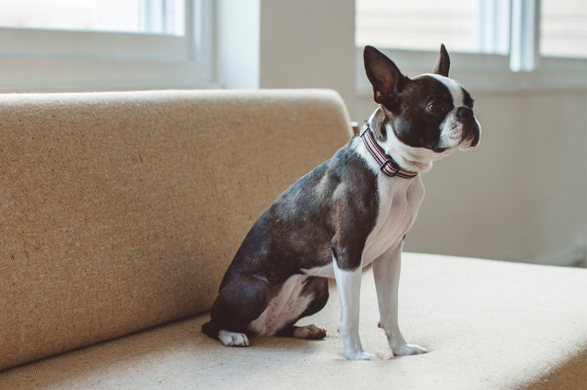 Boston Terrier Festival 19 開催概要 Blog フリーステッチ Free Stitch