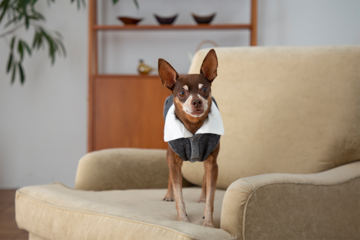 Pinscher Meet Up 出店者紹介 Blog フリーステッチ Free Stitch