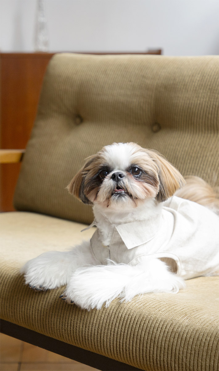 Shih Tzu Festival 2022