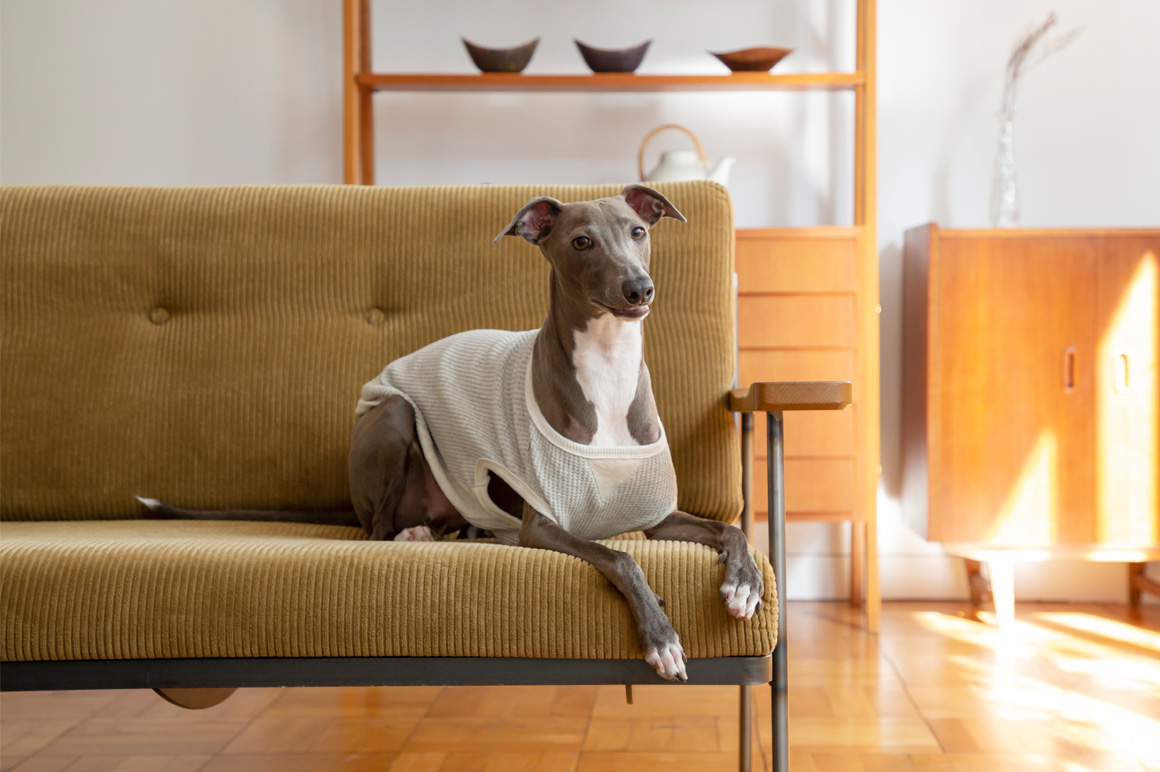 Italian Greyhound Festival 2020