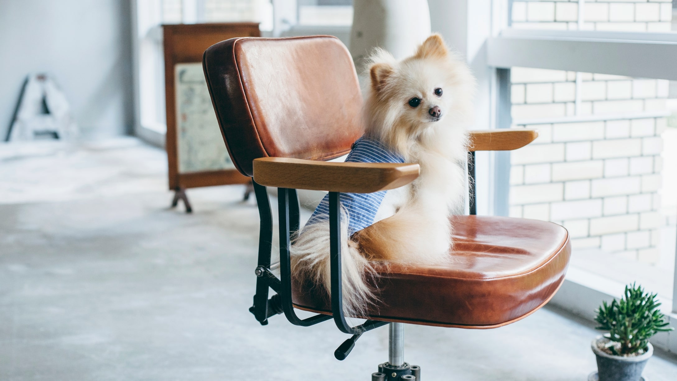 Pomeranian Meetup フリーステッチ Free Stitch