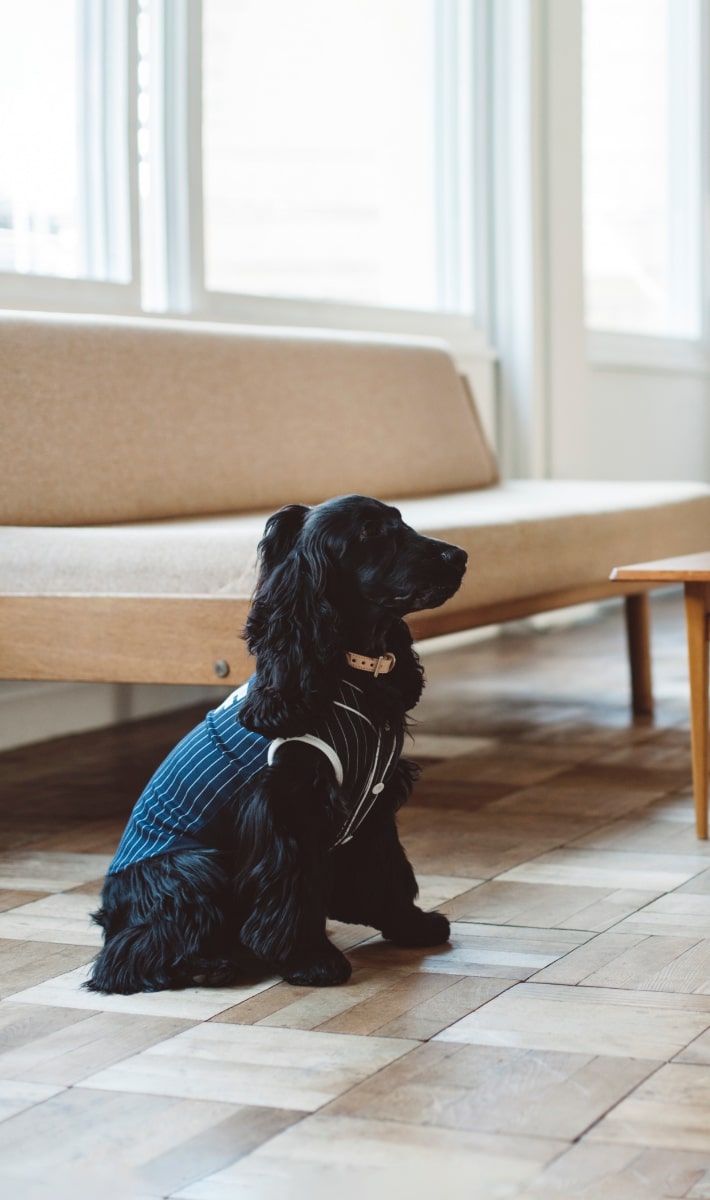 Cocker Spaniel Festival 2022