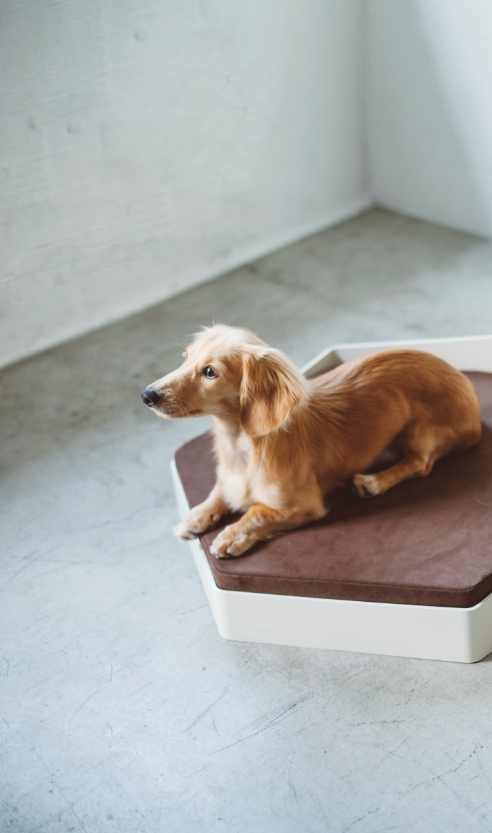 Dachshund MEET UP 2022