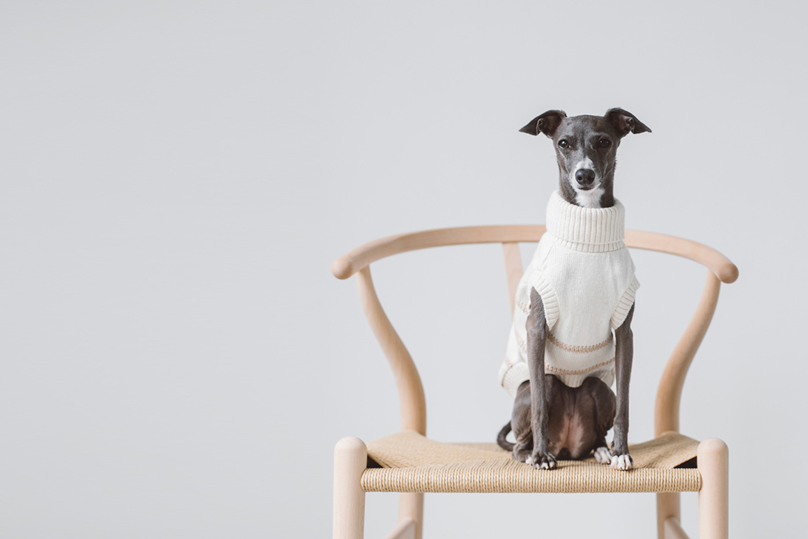 Italian Greyhound Festival 21 Meetup フリーステッチ Free Stitch Italian Greyhound Festival 21 Meetup フリーステッチ Free Stitch