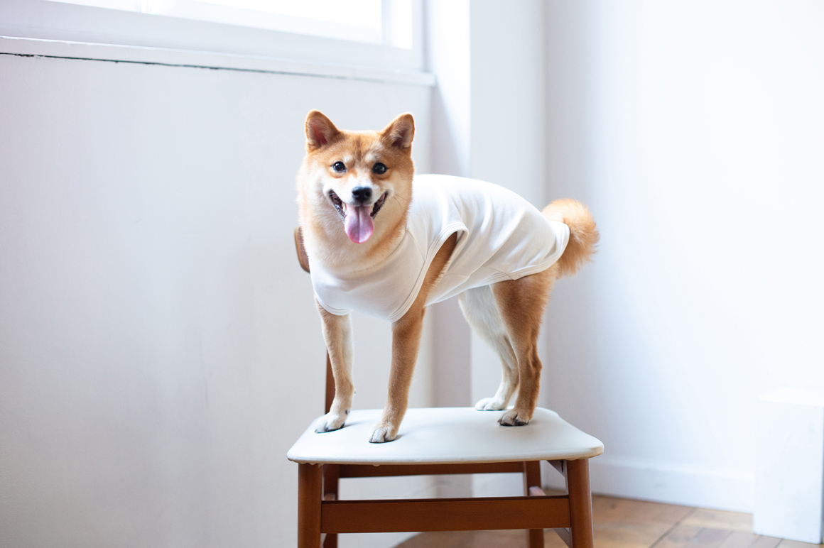 30m走 Shiba Blog フリーステッチ Free Stitch