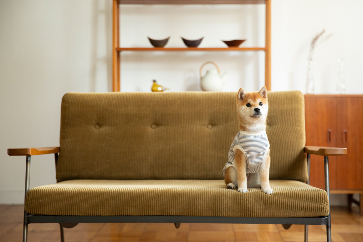 トレーニングレッスン・セミナー紹介(Shiba)