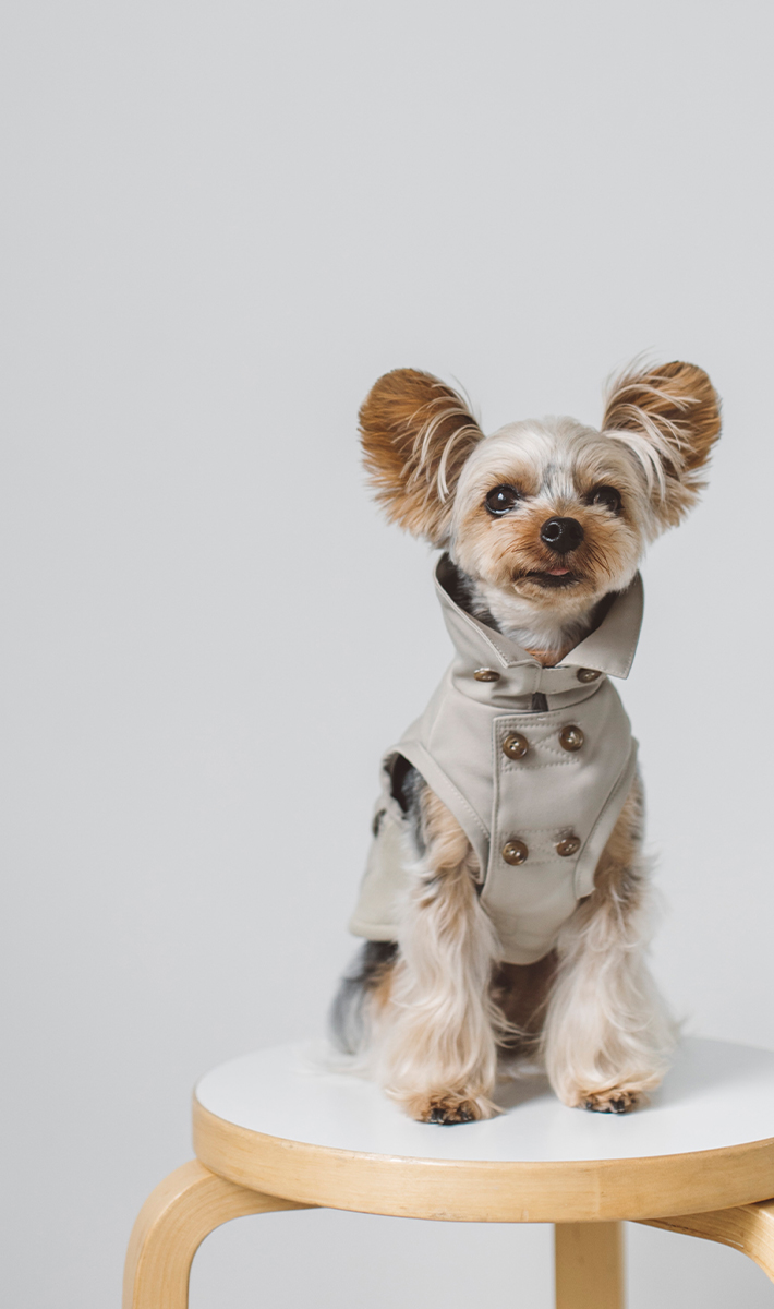Yorkshire Terrier MEET UP 2023