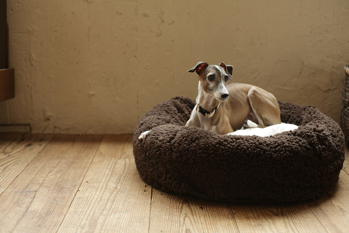 トレーニングレッスン・セミナー紹介(Italian Greyhound)