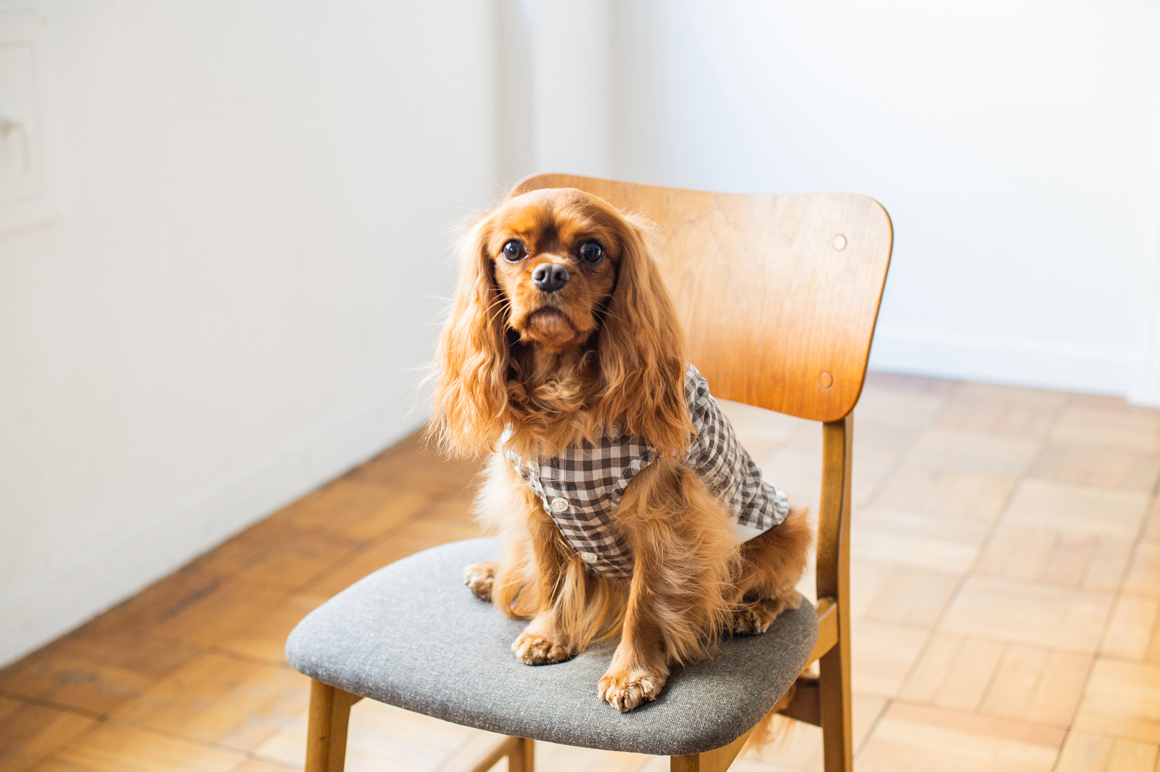 シーズーの歴史 Blog フリーステッチ Free Stitch シーズーの歴史 Blog フリーステッチ Free Stitch