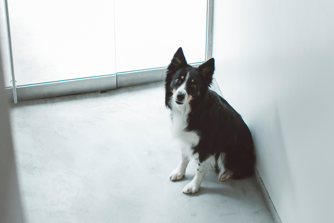 グループ1　牧羊犬たち