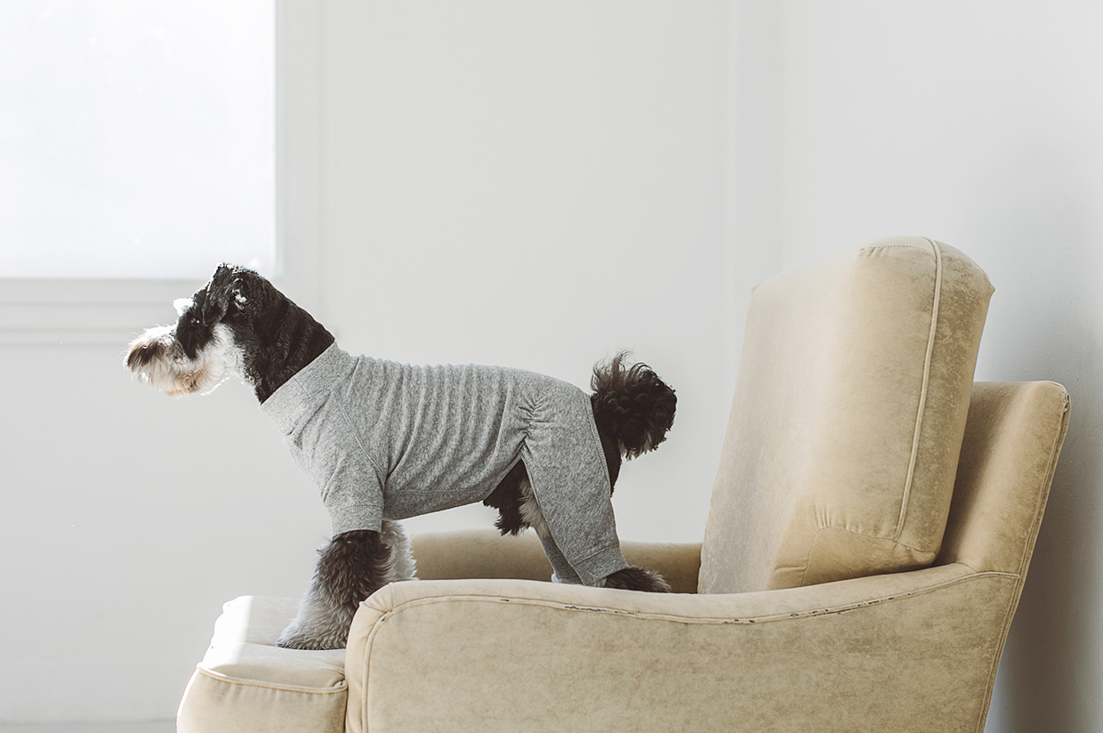 犬用品　ドッグウェア　コットンパイルニットパジャマ 　ミニチュアシュナウザー