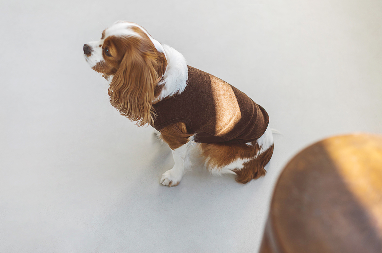 ペットグッズ　犬服　コットンパイルニットタンク　キャバリア