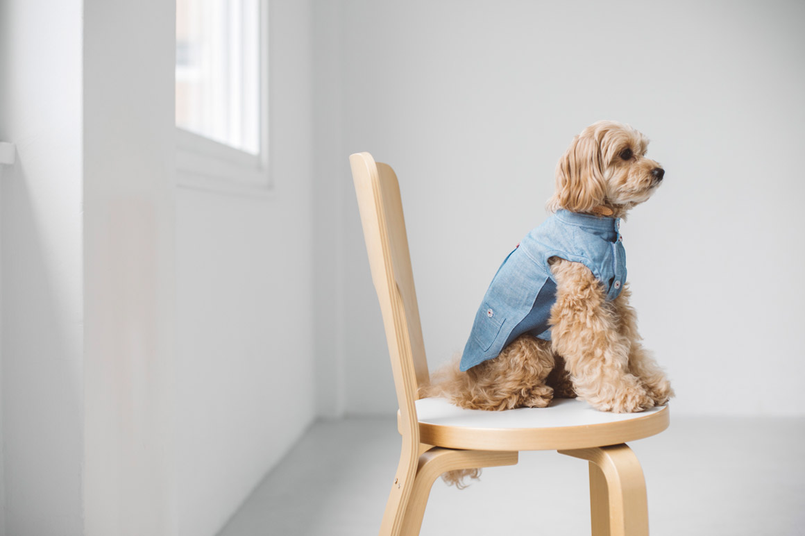 犬種のグループ分けの秘密 Blog フリーステッチ Free Stitch 犬種のグループ分けの秘密 Blog フリーステッチ Free Stitch