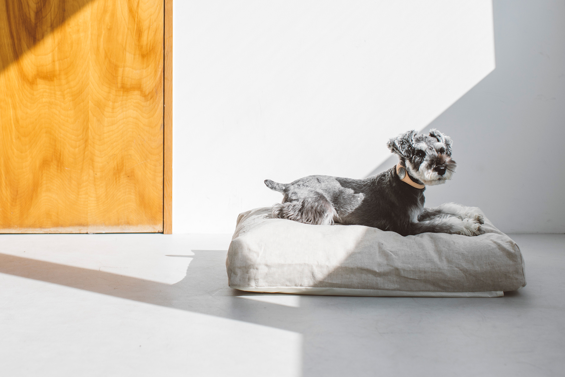 犬種のグループ分けの秘密