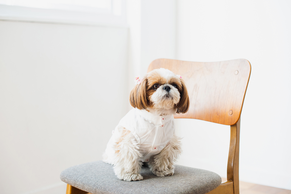 検索結果 Shih Tzu Meet Up Blog フリーステッチ Free Stitch