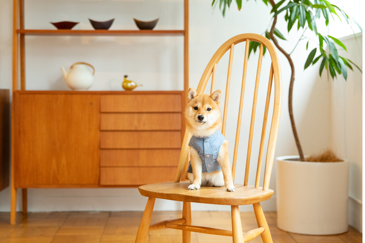 気を引き締めて飼いたい犬編