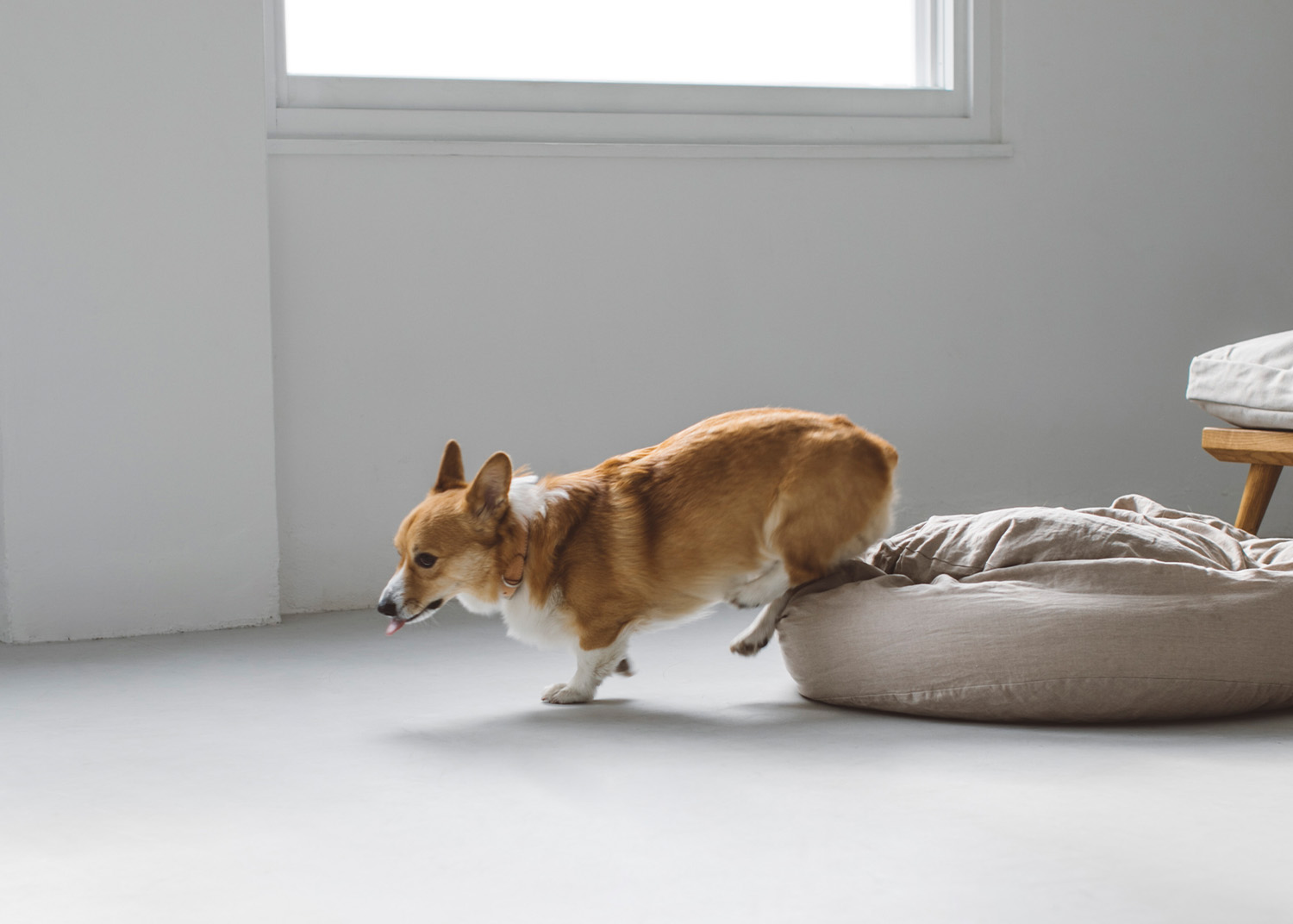 Corgi Festival 2022