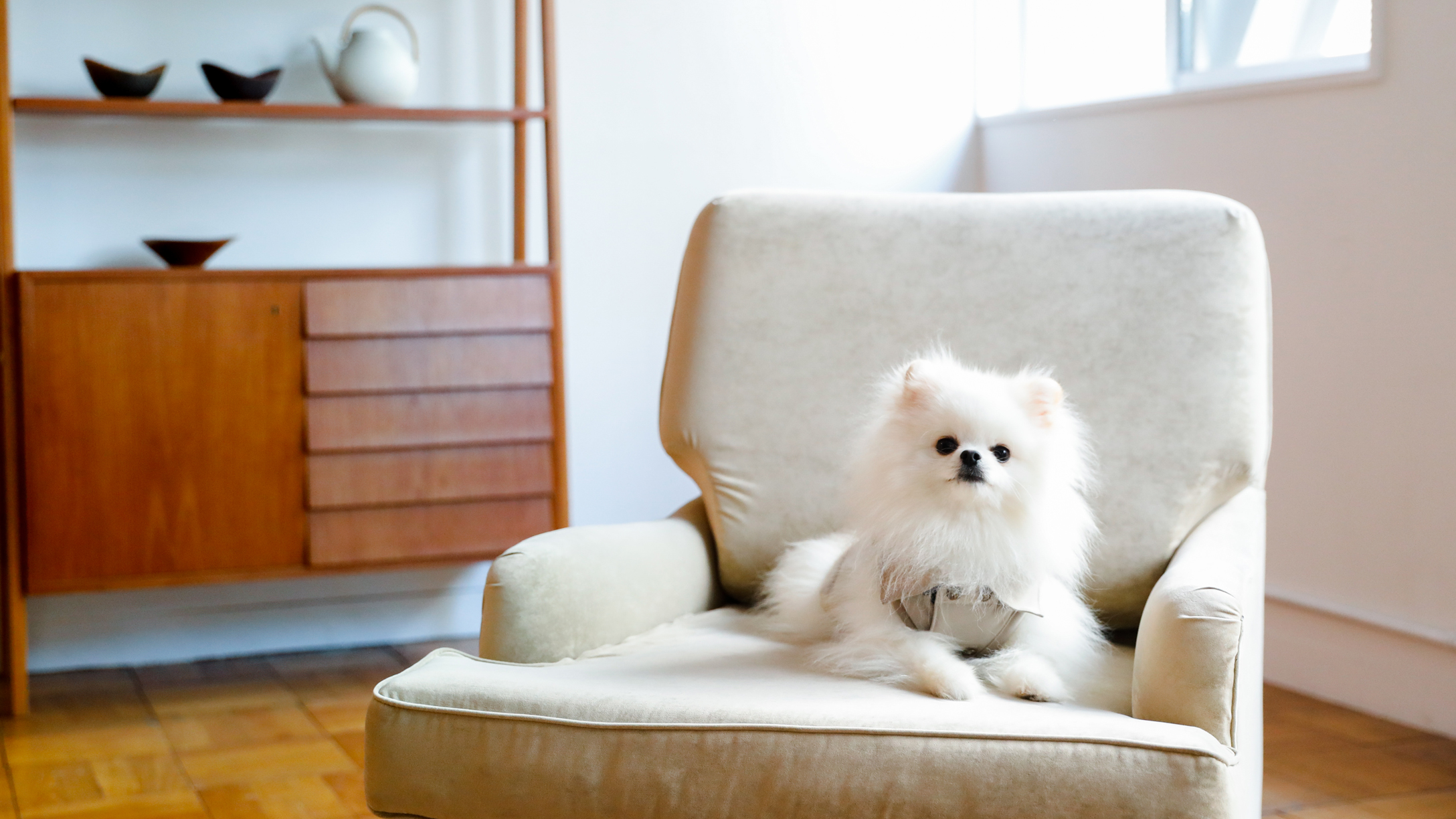 Pomeranian MEET UP 2022