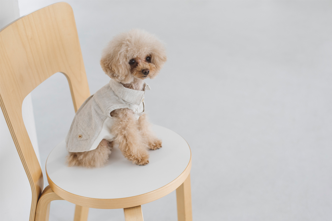 日本の人気犬種、統計にみる推移