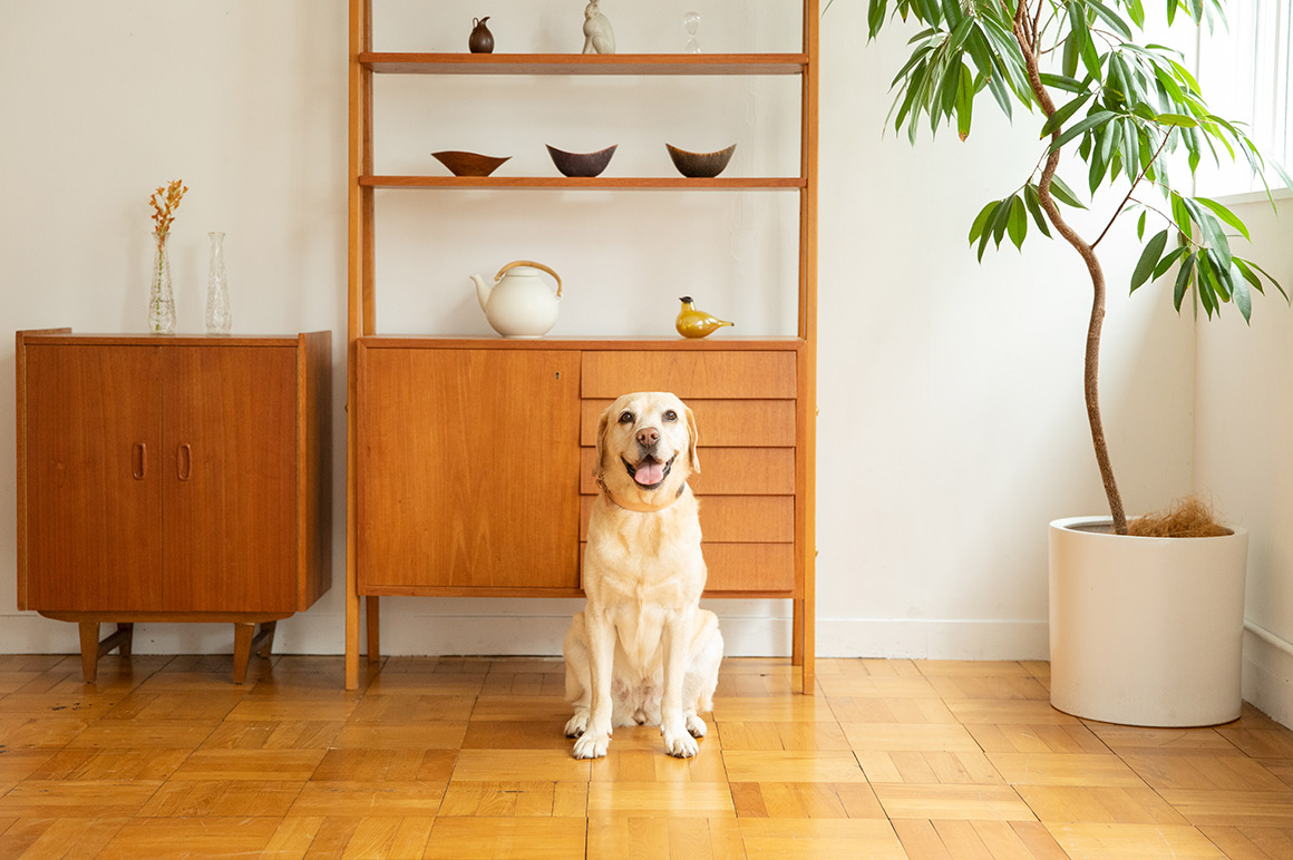 オーストラリアの人気犬種の推移について