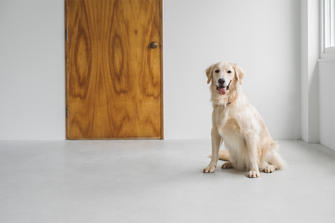フランスの人気犬種