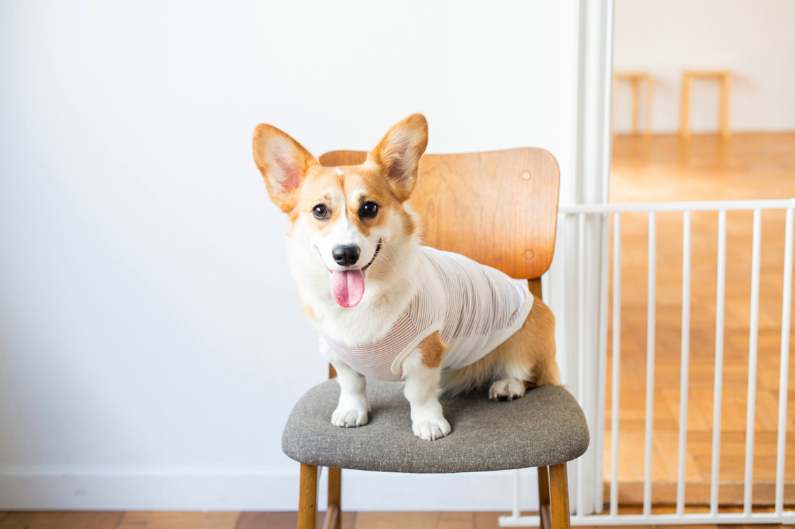 検索結果 Corgi Meet Up Blog フリーステッチ Free Stitch