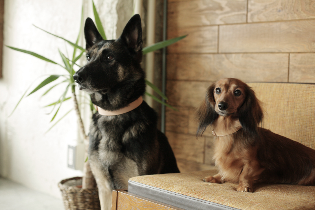 ドイツの人気犬種 Blog フリーステッチ Free Stitch