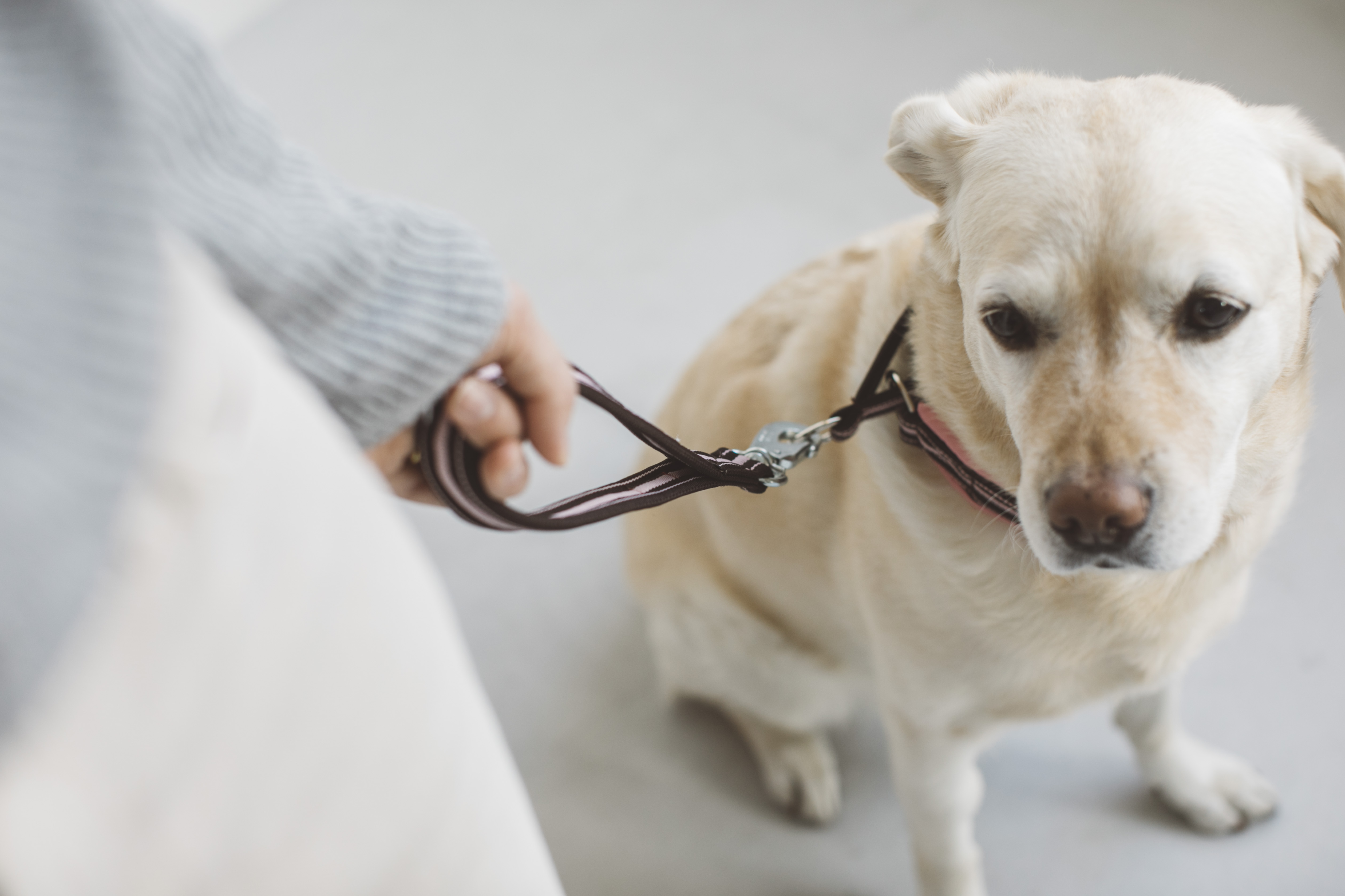 カナダの人気犬種