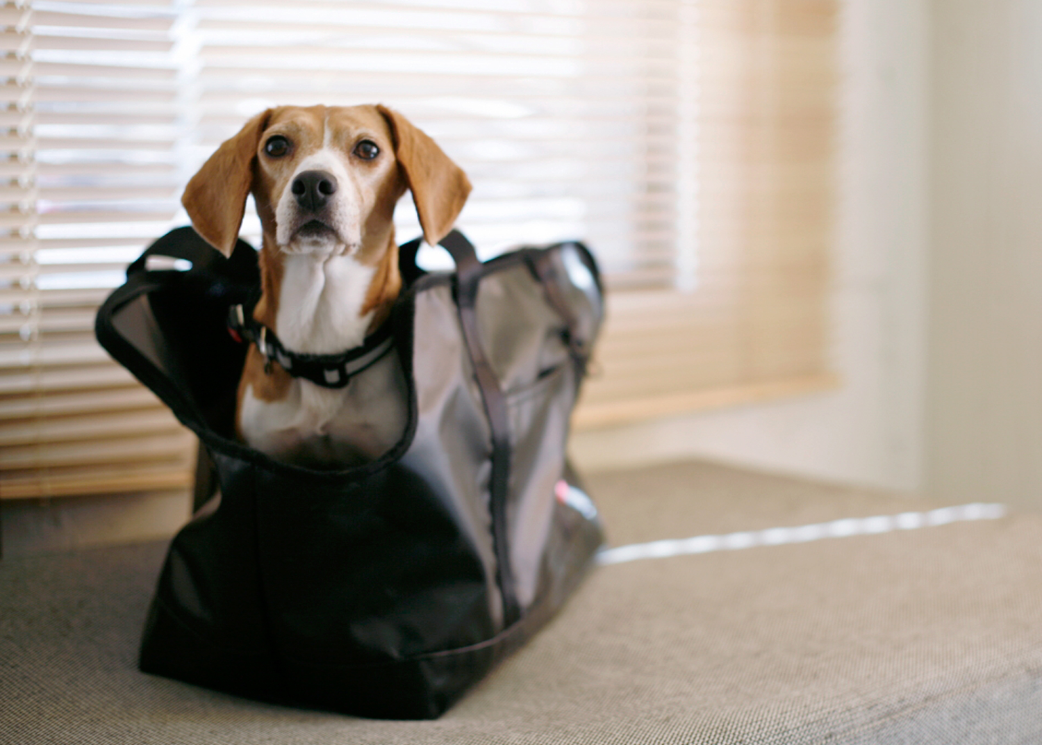 Beagle MEET UP 2022