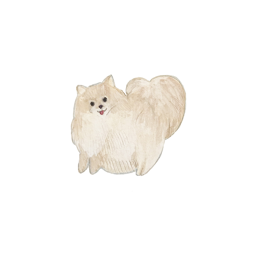 ポメラニアン ポメ 犬 コリッチ イラスト coricci illustration