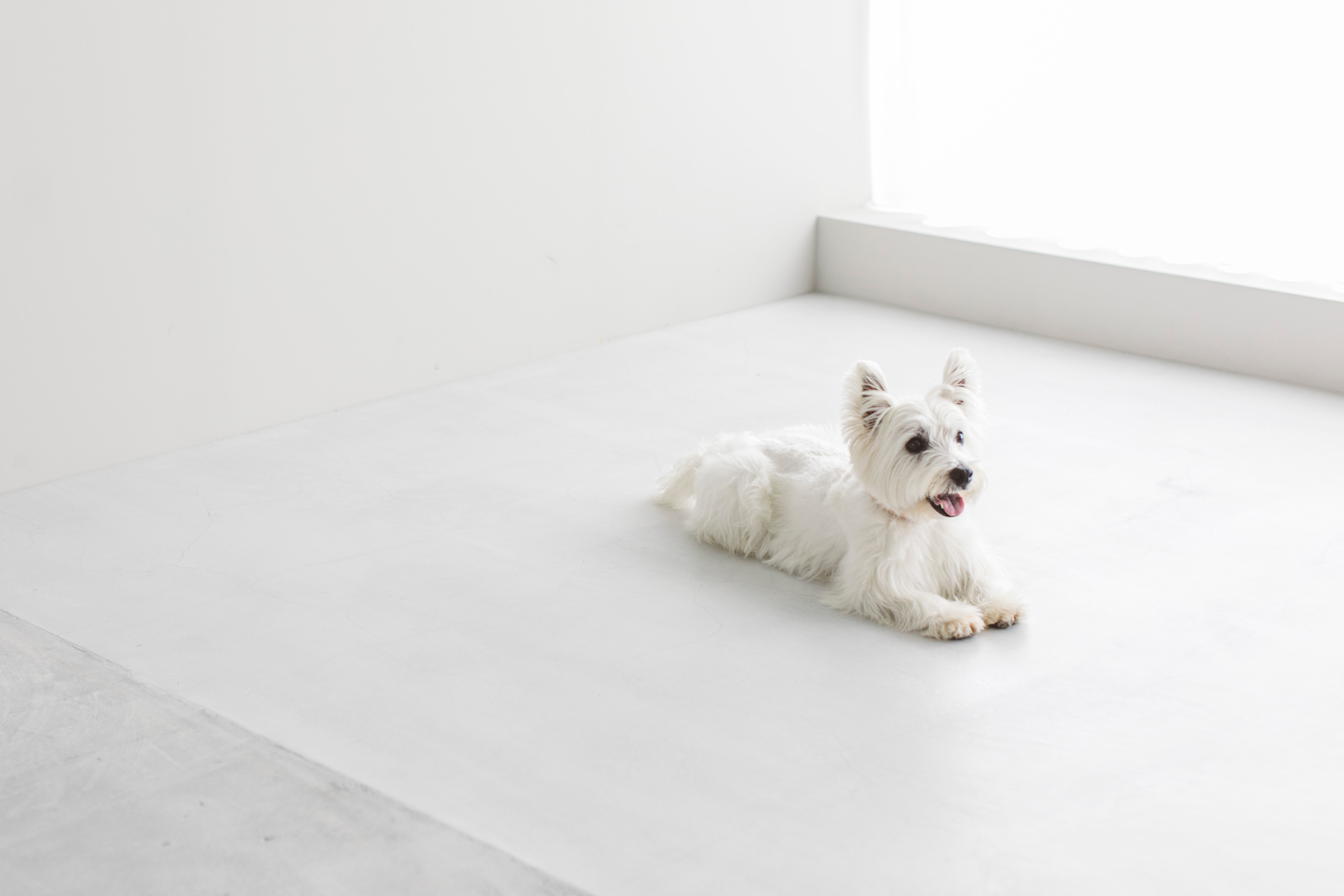 West Highland White Terrier MEET UP 2024