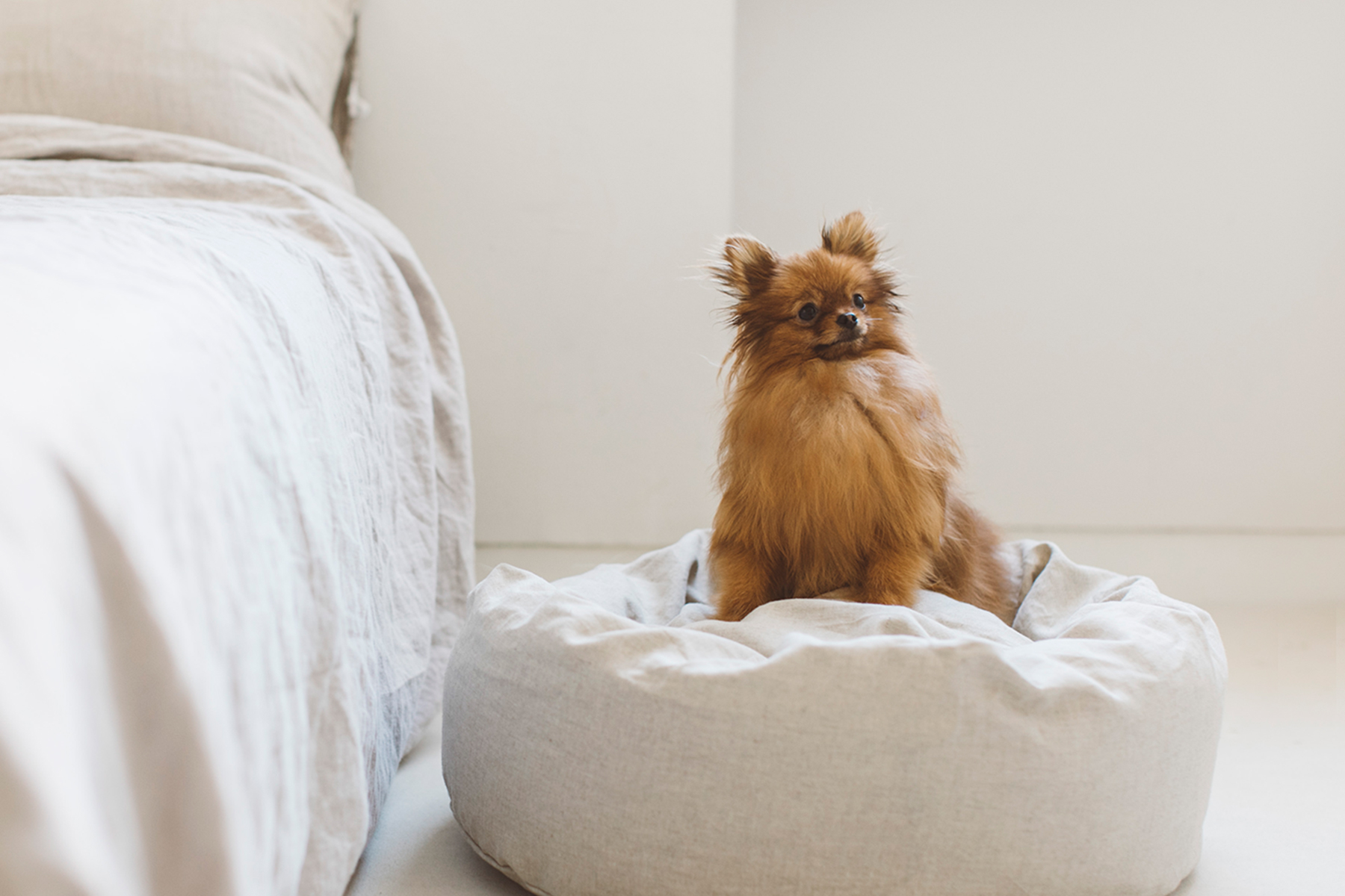Pomeranian MEET UP 2024