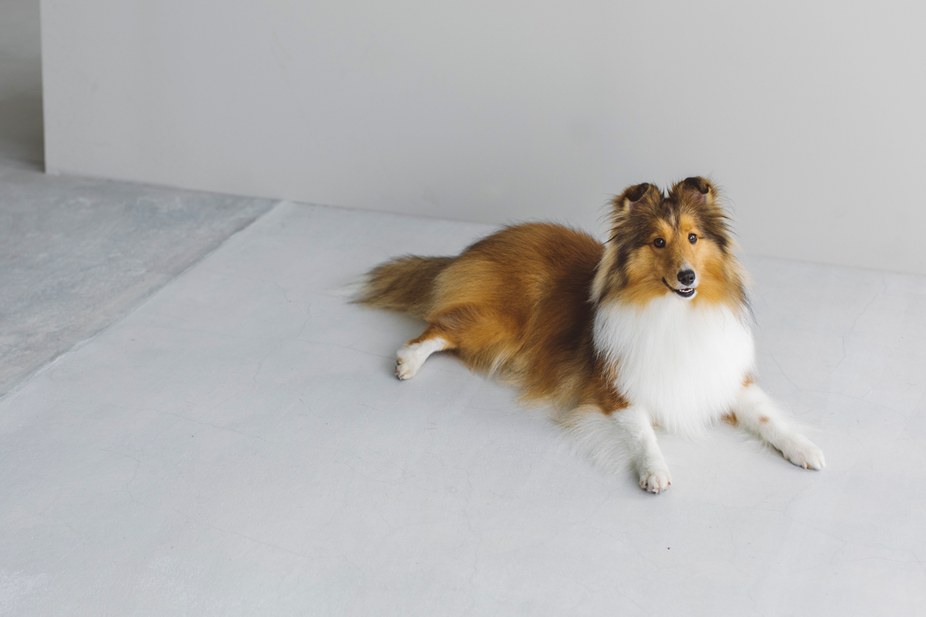 Shetland Sheepdog MEET UP 2024