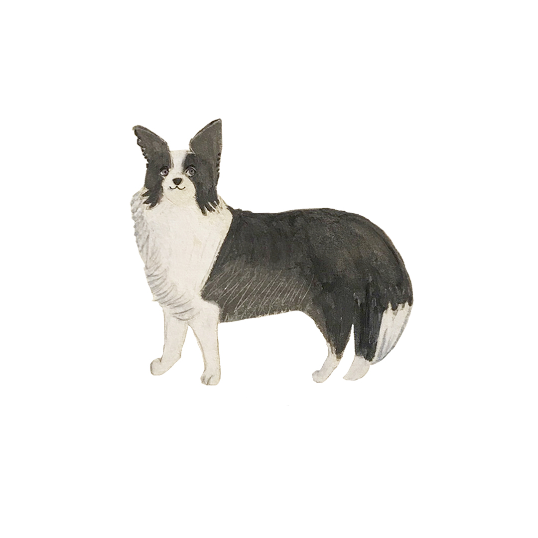 ボーダーコリー ボーダー 犬 コリッチ イラスト coricci illustration