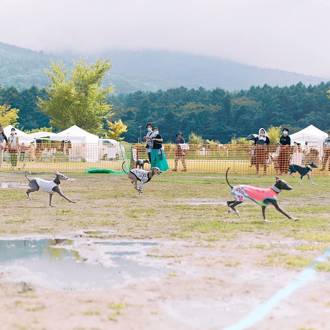 dog meet up event fItalian Greyhound festival ドッグフェス　犬　野外イベント　イタリアングレーハウンドフェスティバル　イタグレフェス　イタグレ　イタリアングレーハウンド　フェスティバル　オフ会