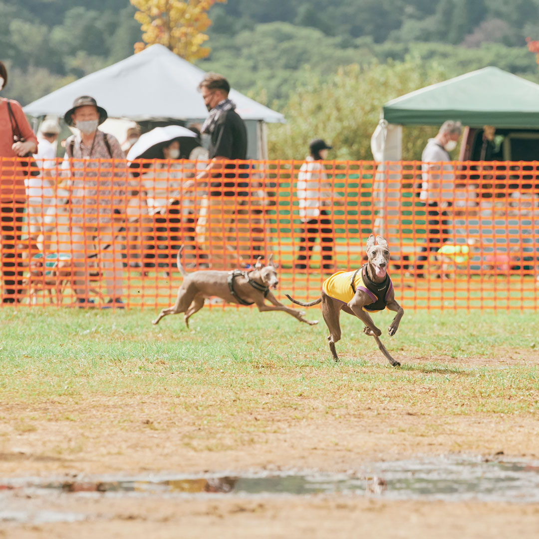 dog meet up event fItalian Greyhound festival ドッグフェス　犬　野外イベント　イタリアングレーハウンドフェスティバル　イタグレフェス　イタグレ　イタリアングレーハウンド　フェスティバル　オフ会